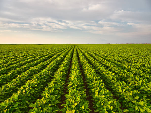 Farm Lands
